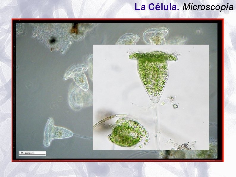 La Célula. Microscopía La Célula. Microscopía
