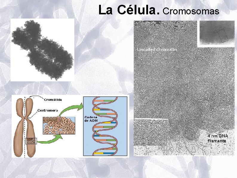 La Célula. Cromosomas La Célula. Cromosomas