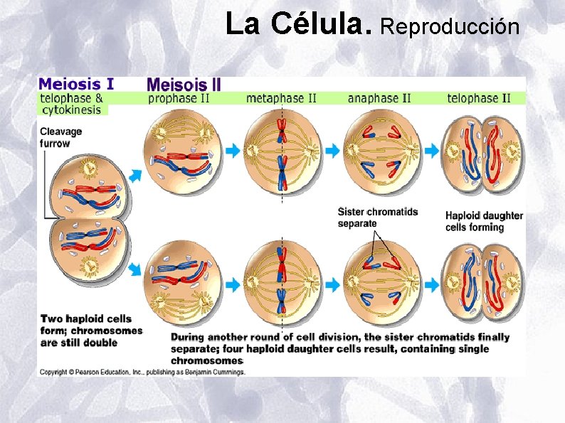 La Célula. Reproducción La Célula. Reproducción