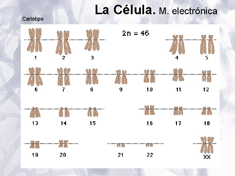 Cariotipo La Célula. M. electrónica Cariotipo La Célula. M. electrónica