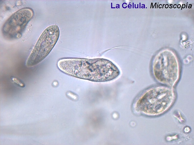 La Célula. Microscopía La Célula. Microscopía