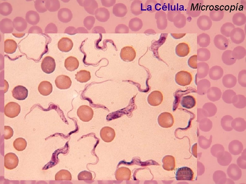 La Célula. Microscopía La Célula. Microscopía