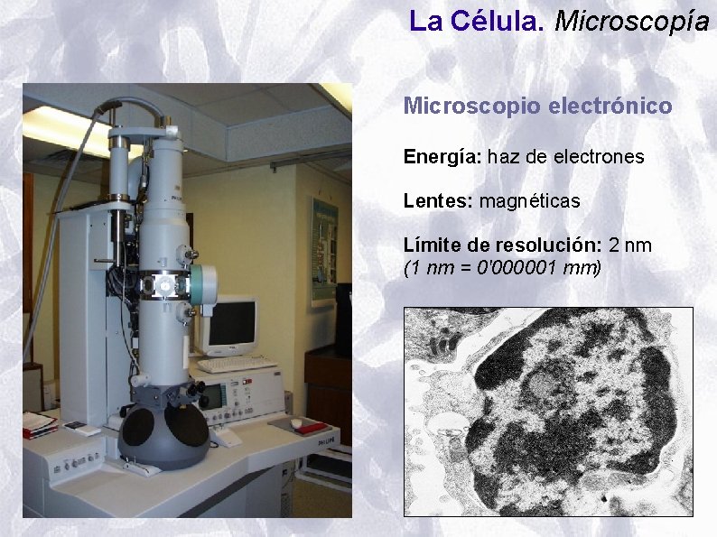 La Célula. Microscopía Microscopio electrónico Energía: haz de electrones Lentes: magnéticas Límite de resolución: La Célula. Microscopía Microscopio electrónico Energía: haz de electrones Lentes: magnéticas Límite de resolución: