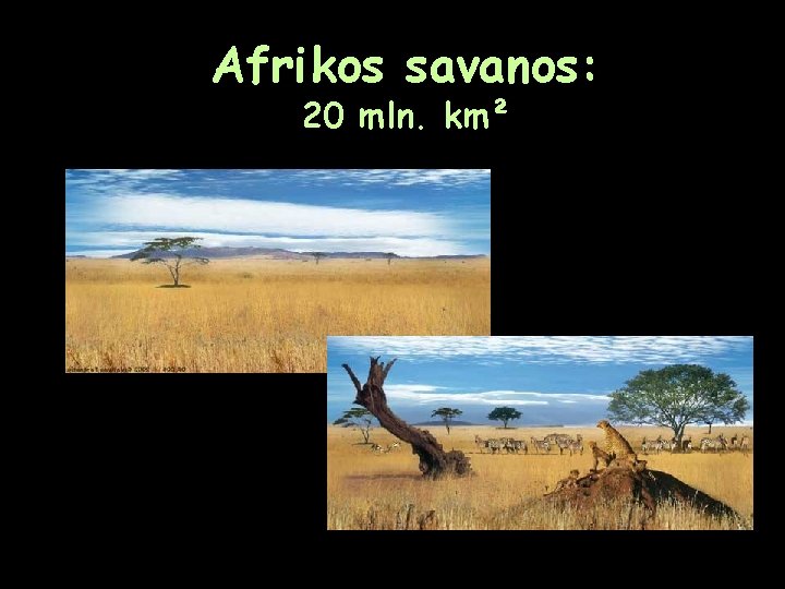 Afrikos savanos: 20 mln. km² 