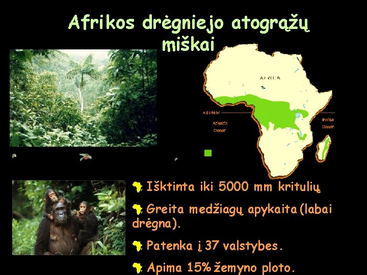 Afrikos drėgniejo atogrąžų miškai # Išktinta iki 5000 mm kritulių. # Greita medžiagų apykaita