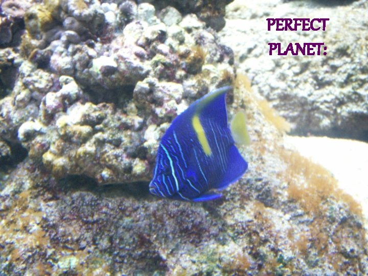 PERFECT PLANET: 