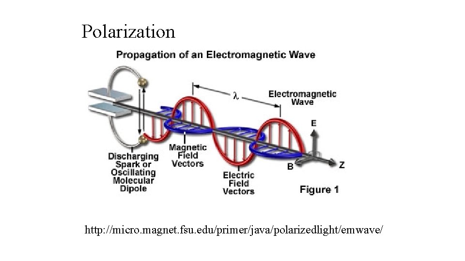 Polarization http: //micro. magnet. fsu. edu/primer/java/polarizedlight/emwave/ 