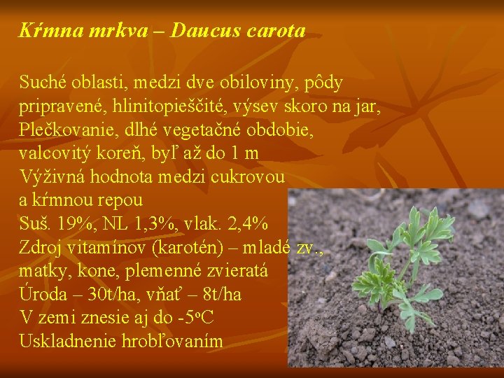 Kŕmna mrkva – Daucus carota Suché oblasti, medzi dve obiloviny, pôdy pripravené, hlinitopieščité, výsev