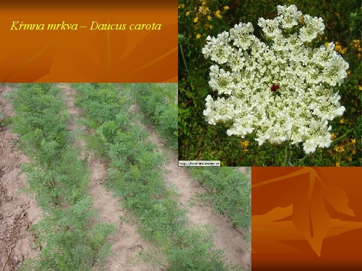 Kŕmna mrkva – Daucus carota 