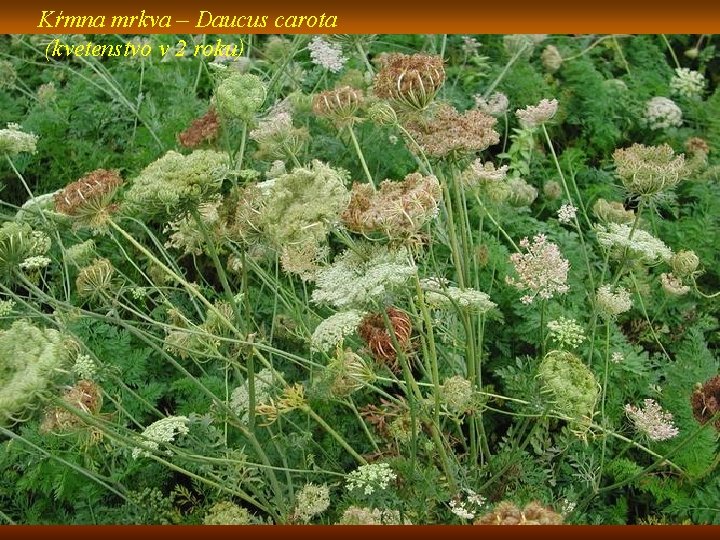 Kŕmna mrkva – Daucus carota (kvetenstvo v 2 roku) 