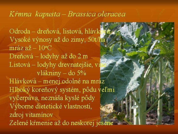 Kŕmna kapusta – Brassica oleracea Odroda – dreňová, listová, hlávková Vysoké výnosy až do