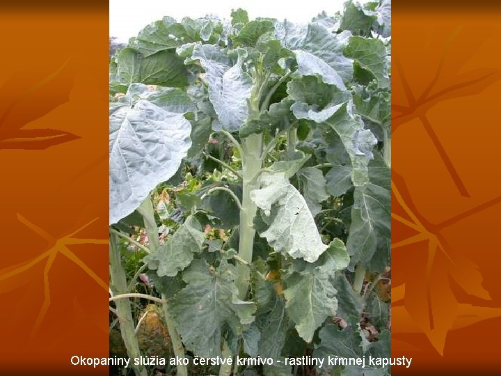 Okopaniny slúžia ako čerstvé krmivo - rastliny kŕmnej kapusty 