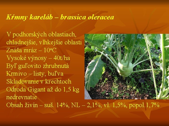 Kŕmny kareláb – brassica oleracea V podhorských oblastiach, chladnejšie, vlhkejšie oblasti Znáša mráz –