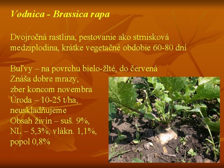 Vodnica - Brassica rapa Dvojročná rastlina, pestovanie ako strnisková medziplodina, krátke vegetačné obdobie 60