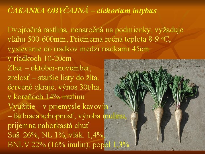 ČAKANKA OBYČAJNÁ – cichorium intybus Dvojročná rastlina, nenaročná na podmienky, vyžaduje vlahu 500 -600