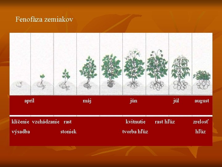 Fenofáza zemiakov apríl máj klíčenie vzchádzanie rast výsadba stoniek jún kvitnutie tvorba hľúz júl