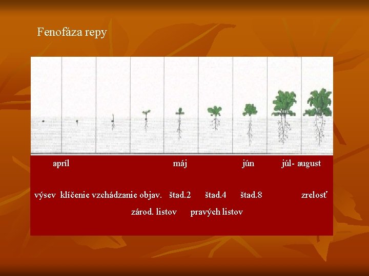 Fenofáza repy apríl máj jún výsev klíčenie vzchádzanie objav. štad. 2 zárod. listov štad.