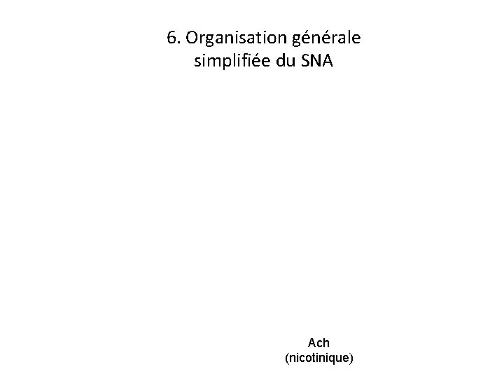 6. Organisation générale simplifiée du SNA Ach (nicotinique) 