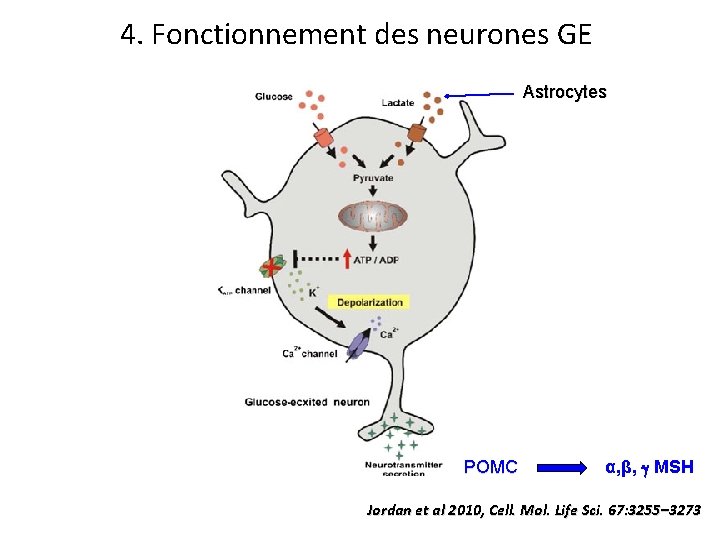 4. Fonctionnement des neurones GE Astrocytes POMC α, β, MSH Jordan et al 2010,