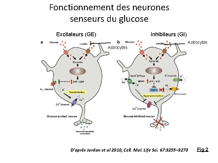 Fonctionnement des neurones senseurs du glucose Excitateurs (GE) Inhibiteurs (GI) Astrocytes D’après Jordan et