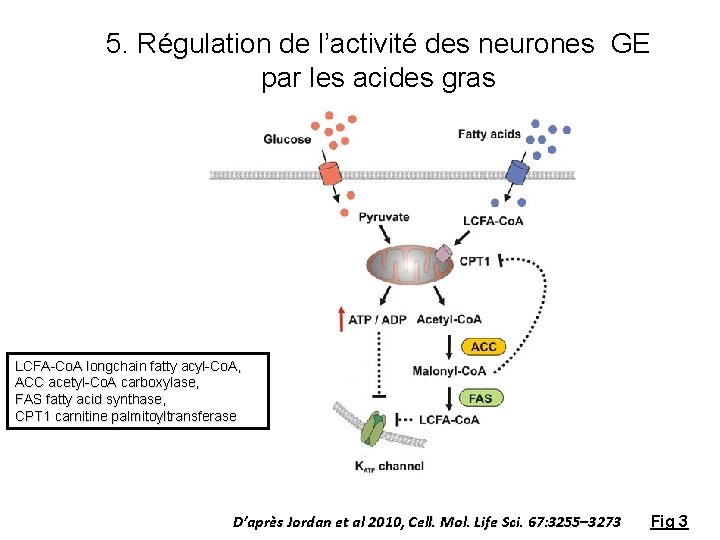 5. Régulation de l’activité des neurones GE par les acides gras LCFA-Co. A longchain