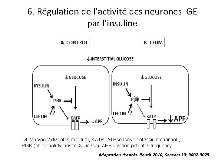 6. Régulation de l’activité des neurones GE par l’insuline T 2 DM (type 2