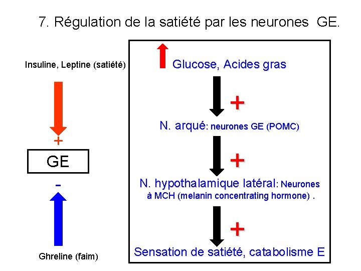 7. Régulation de la satiété par les neurones GE. Insuline, Leptine (satiété) Glucose, Acides