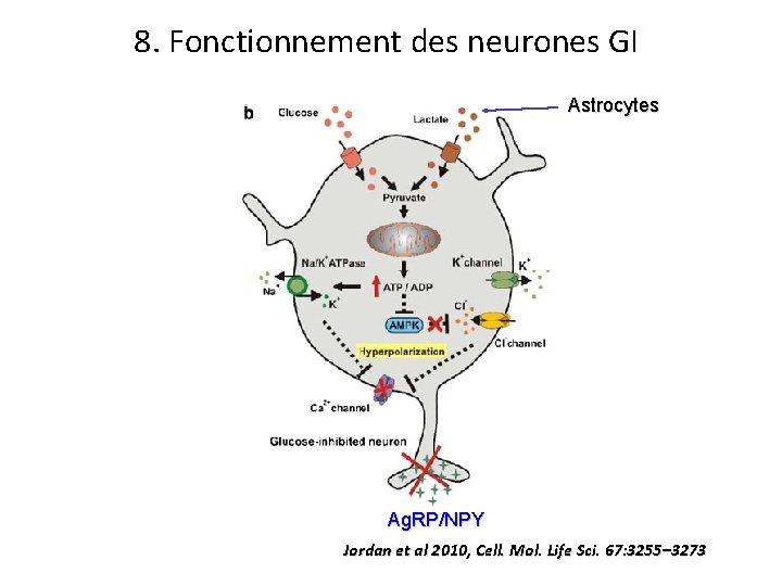 8. Fonctionnement des neurones GI Astrocytes Ag. RP/NPY Jordan et al 2010, Cell. Mol.