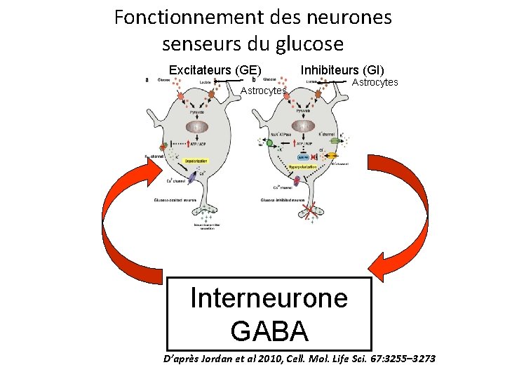 Fonctionnement des neurones senseurs du glucose Excitateurs (GE) Astrocytes Inhibiteurs (GI) Astrocytes Interneurone GABA