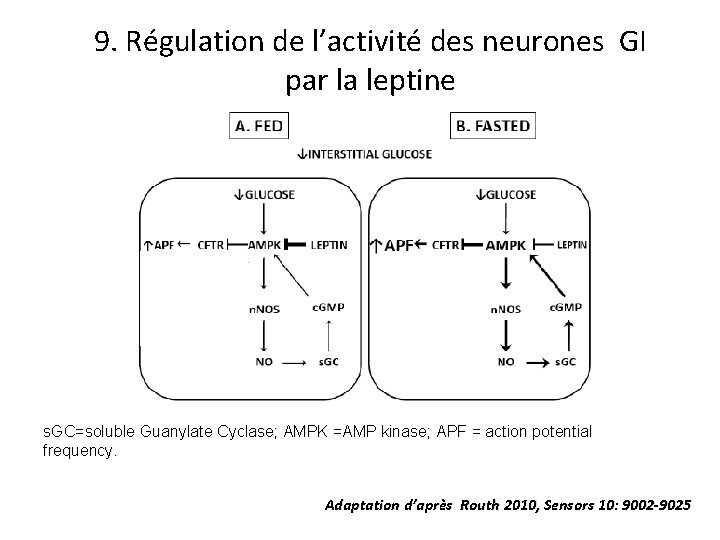 9. Régulation de l’activité des neurones GI par la leptine s. GC=soluble Guanylate Cyclase;