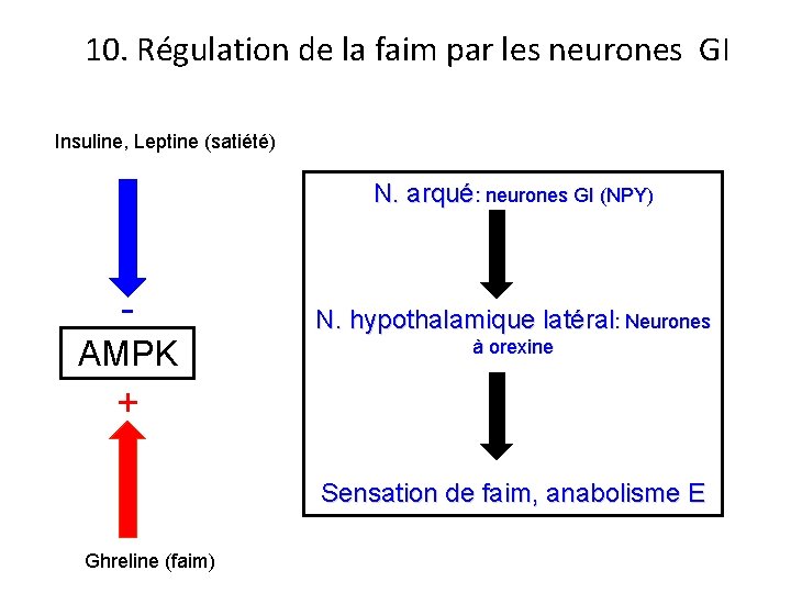 10. Régulation de la faim par les neurones GI Insuline, Leptine (satiété) N. arqué: