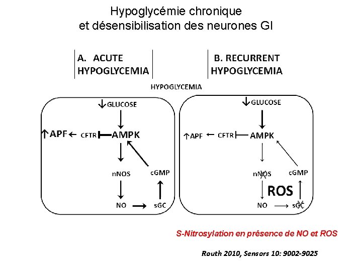 Hypoglycémie chronique et désensibilisation des neurones GI S-Nitrosylation en présence de NO et ROS