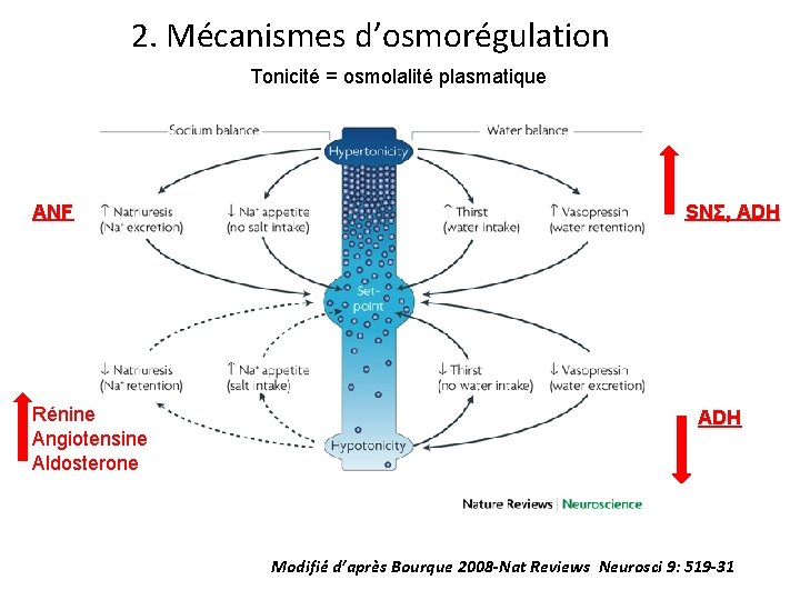 2. Mécanismes d’osmorégulation Tonicité = osmolalité plasmatique ANF Rénine Angiotensine Aldosterone SNΣ, ADH Modifié