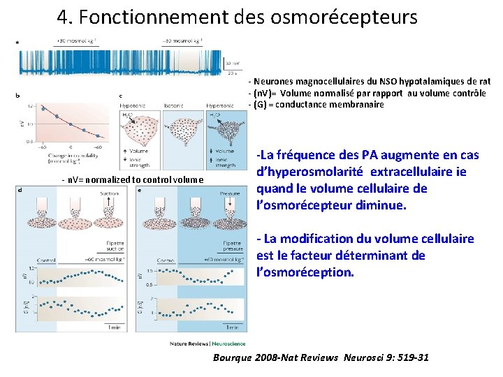 4. Fonctionnement des osmorécepteurs - Neurones magnocellulaires du NSO hypotalamiques de rat - (n.