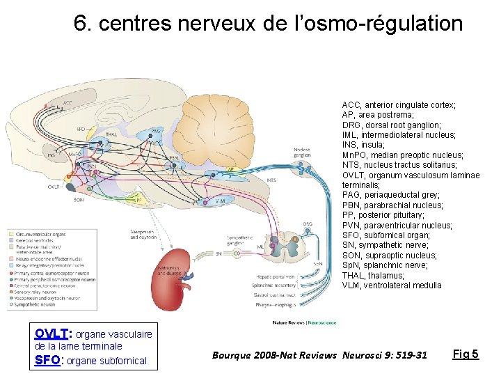 6. centres nerveux de l’osmo-régulation ACC, anterior cingulate cortex; AP, area postrema; DRG, dorsal