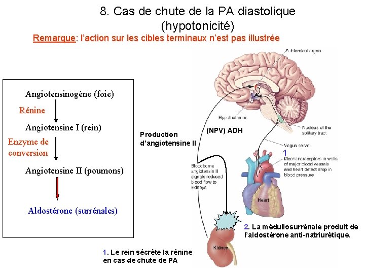 8. Cas de chute de la PA diastolique (hypotonicité) Remarque: l’action sur les cibles