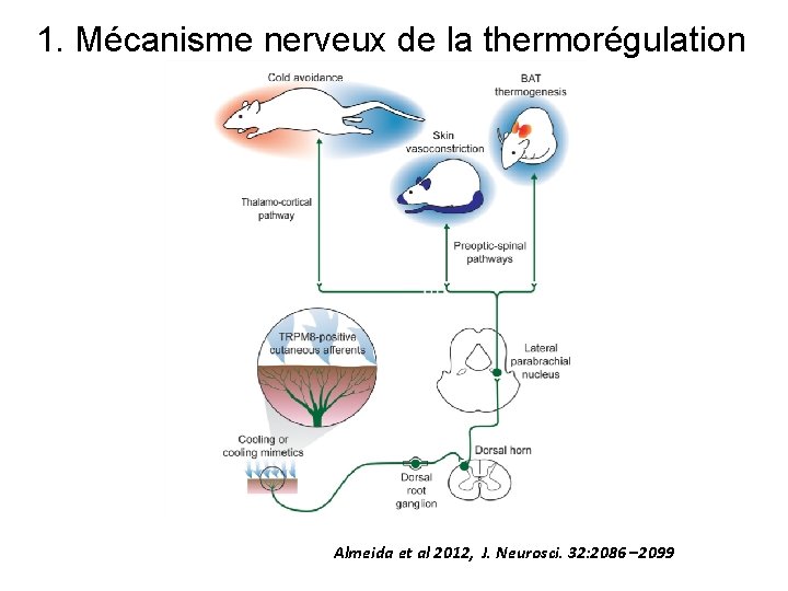 1. Mécanisme nerveux de la thermorégulation Almeida et al 2012, J. Neurosci. 32: 2086