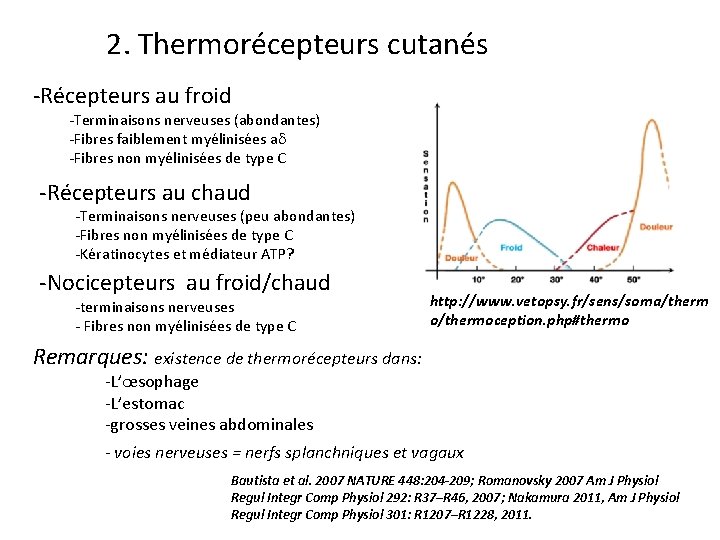 2. Thermorécepteurs cutanés -Récepteurs au froid -Terminaisons nerveuses (abondantes) -Fibres faiblement myélinisées ad -Fibres