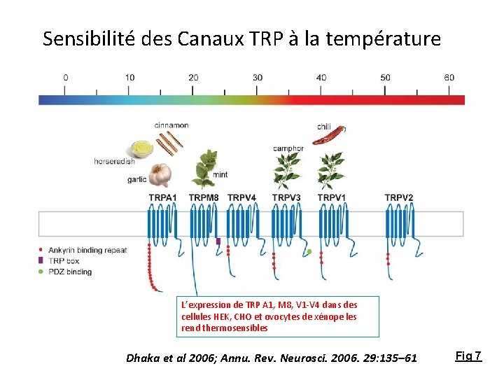 Sensibilité des Canaux TRP à la température L’expression de TRP A 1, M 8,