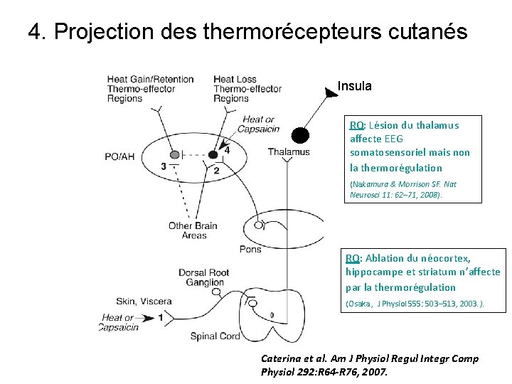 4. Projection des thermorécepteurs cutanés Insula RQ: Lésion du thalamus affecte EEG somatosensoriel mais