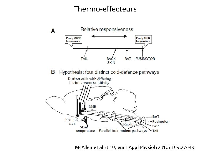 Thermo-effecteurs Mc. Allen et al 2010, eur J Appl Physiol (2010) 109: 27633 