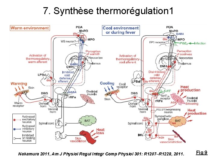 7. Synthèse thermorégulation 1 Nakamura 2011, Am J Physiol Regul Integr Comp Physiol 301: