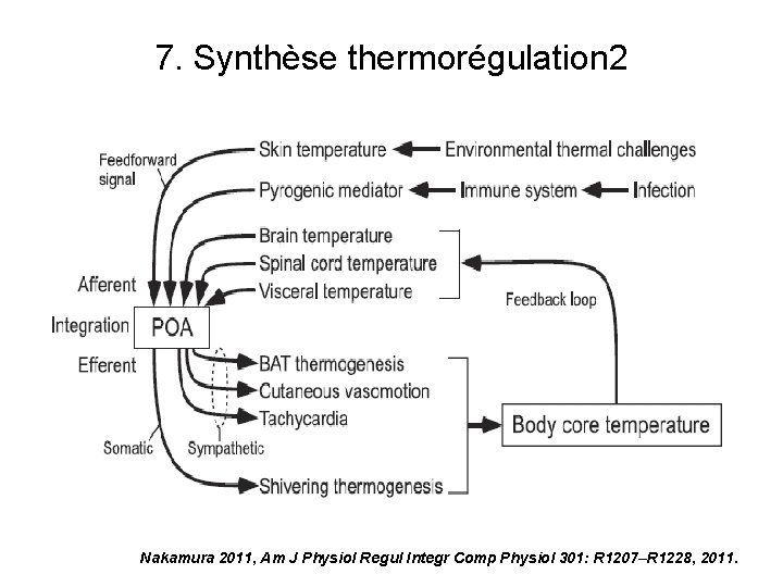 7. Synthèse thermorégulation 2 Nakamura 2011, Am J Physiol Regul Integr Comp Physiol 301: