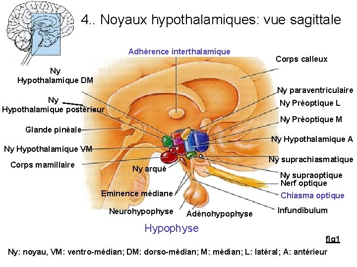 4. . Noyaux hypothalamiques: vue sagittale Adhérence interthalamique Corps calleux Ny Hypothalamique DM Ny