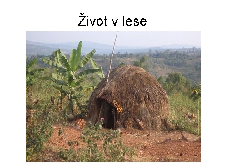Život v lese 