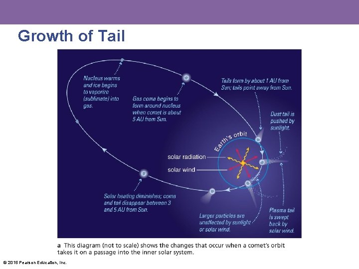 Growth of Tail © 2015 Pearson Education, Inc. 