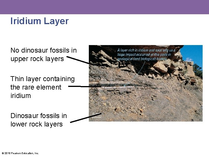 Iridium Layer No dinosaur fossils in upper rock layers Thin layer containing the rare