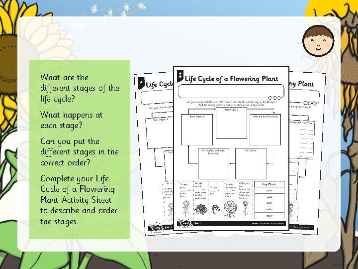 What are the different stages of the life cycle? What happens at each stage?