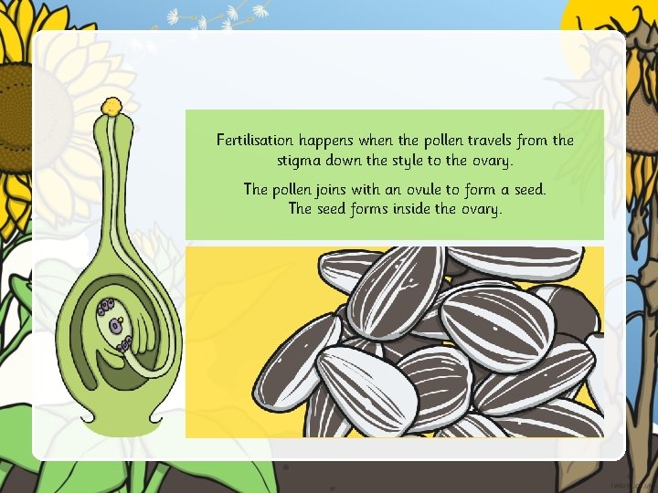 Fertilisation happens when the pollen travels from the stigma down the style to the