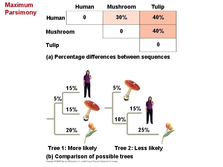 Maximum Parsimony Human Mushroom Tulip 0 30% 40% 0 40% Human Mushroom 0 Tulip